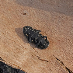 Phloeodes diabolicus