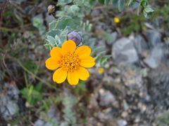 Coreopsis connata