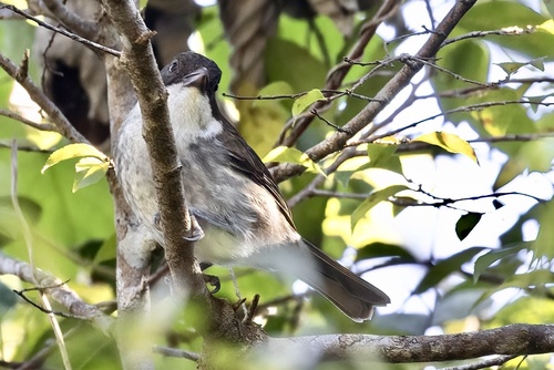 Puerto Rican Tanager (Nesospingus speculiferus), photo 9
