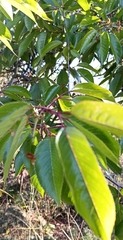 Prunus cerasoides