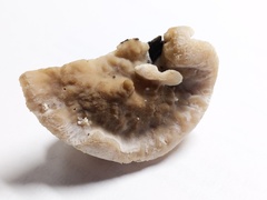 Tyromyces fumidiceps