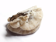 Tyromyces fumidiceps