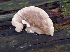 Tyromyces fumidiceps