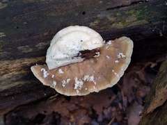 Tyromyces fumidiceps