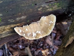 Tyromyces fumidiceps