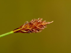 Carex cephalotes