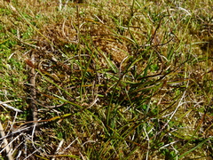 Carex cephalotes