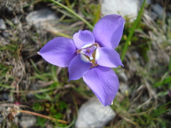 Ennealophus foliosus