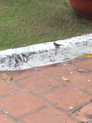 Passer montanus malaccensis