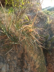 Agave felgeri