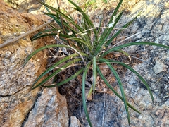 Agave felgeri