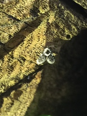 Lepiseodina conspicua