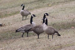 Branta canadensis moffitti