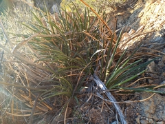Agave felgeri