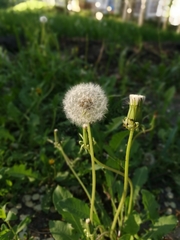 Taraxacum officinale