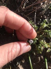 Nemophila pedunculata