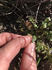 Nemophila pedunculata