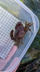 Paraxanthias taylori