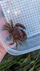 Paraxanthias taylori