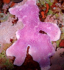 Stylantheca papillosa