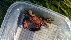 Paraxanthias taylori