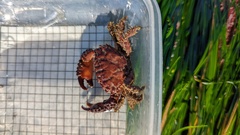 Paraxanthias taylori