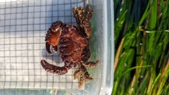 Paraxanthias taylori