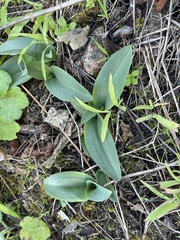 Platanthera elegans elegans