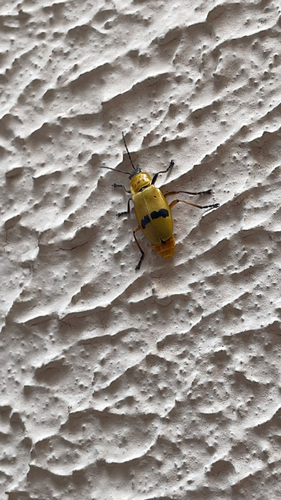 Chauliognathus transversalis