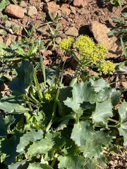 Lomatium lucidum