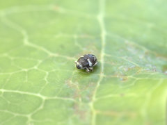 Trigonopterus