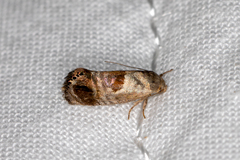Eupselia beatella