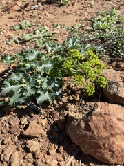 Lomatium lucidum
