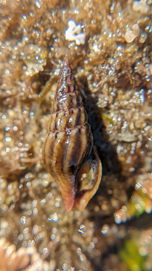 Burchia semiinflata