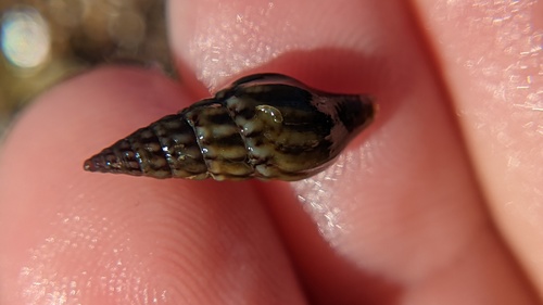 Pseudomelatoma penicillata