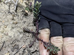 Cardamine parviflora