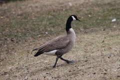 Branta canadensis moffitti