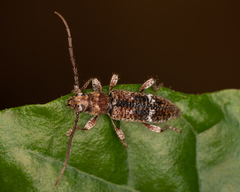 Phacodes