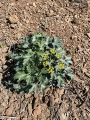 Lomatium lucidum