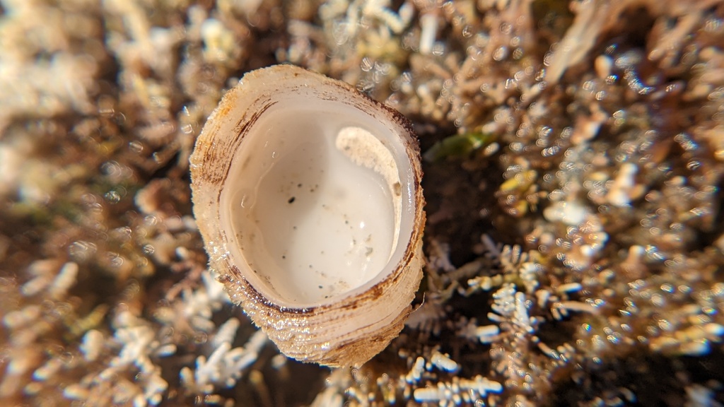 Antisabia panamensis