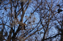 Clematis brevicaudata