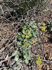 Lomatium lucidum