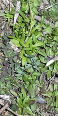 Houstonia pusilla