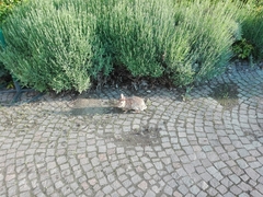 Sylvilagus floridanus