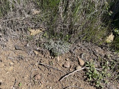 Euphorbia polycarpa