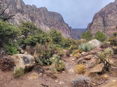 Opuntia × curvispina