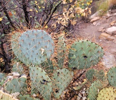 Opuntia × curvispina