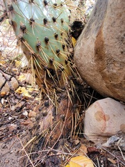 Opuntia × curvispina