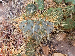 Opuntia × curvispina
