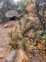 Opuntia × curvispina